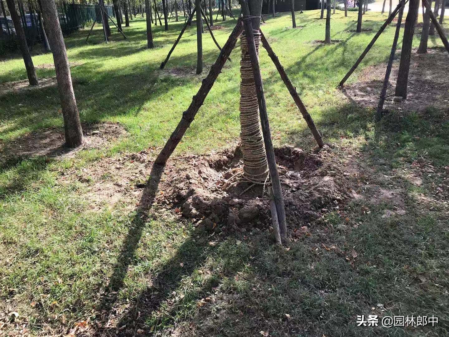 苗木移植后，叶片干枯、变黄、脱落的可能原因及相应的解决方法