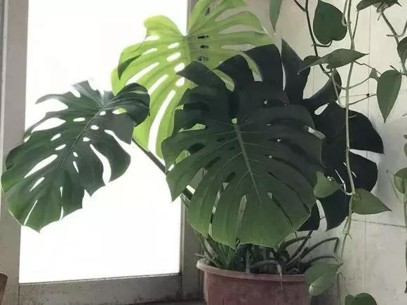 适合家里西阳台养耐阴的花,家里宜养的花草室内耐阴花