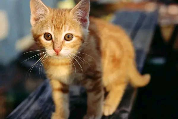 为何母猫在交配过程中撕心裂肺？不是不配合，看完令人心疼！