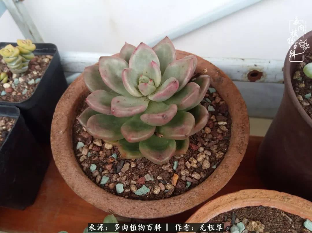 多肉寒冬中茁壮成长,多肉岁月的沉淀