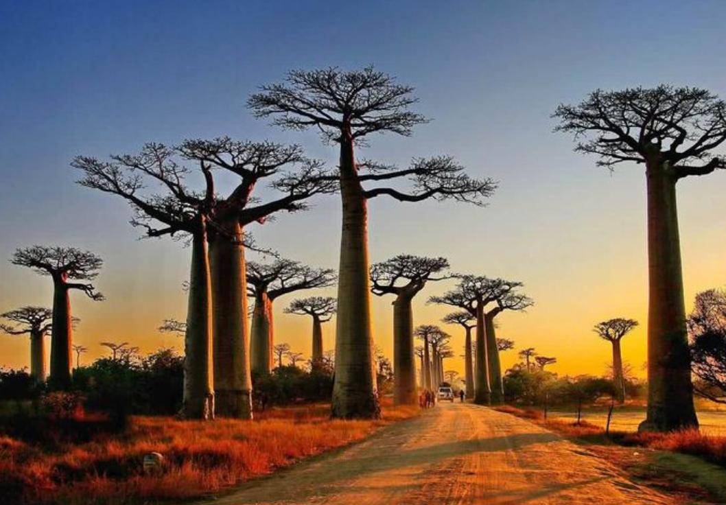 怎样鉴别木材的价值 (木材价值的最大化)