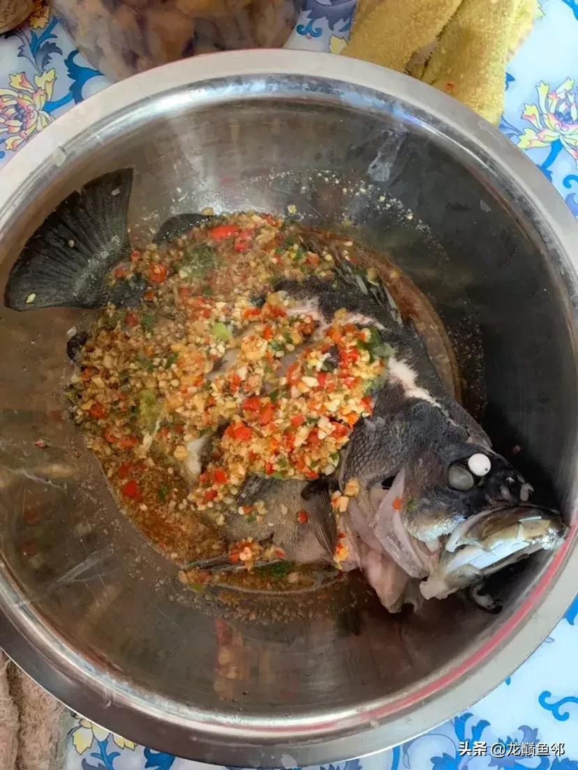 巴西亚能和飞凤一起混养吗,金龙巴西亚飞凤混养