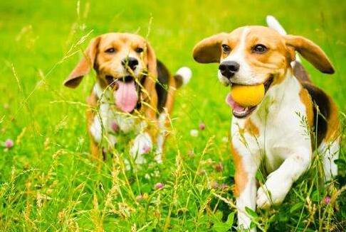 如何避免与狗狗的敌对情绪,小狗狗怕生怎么办