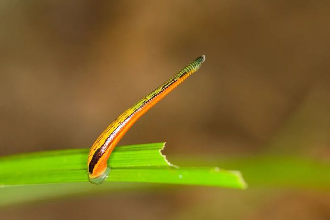 水蛭钻进身体里能活吗,水蛭被人吃进肚子里它能活多久