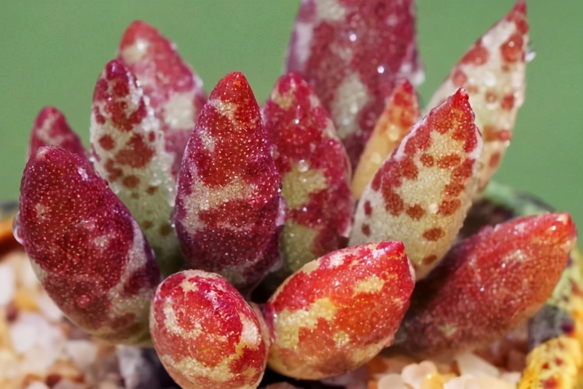 全部水泡类多肉叶片,叶子白底蓝心的多肉