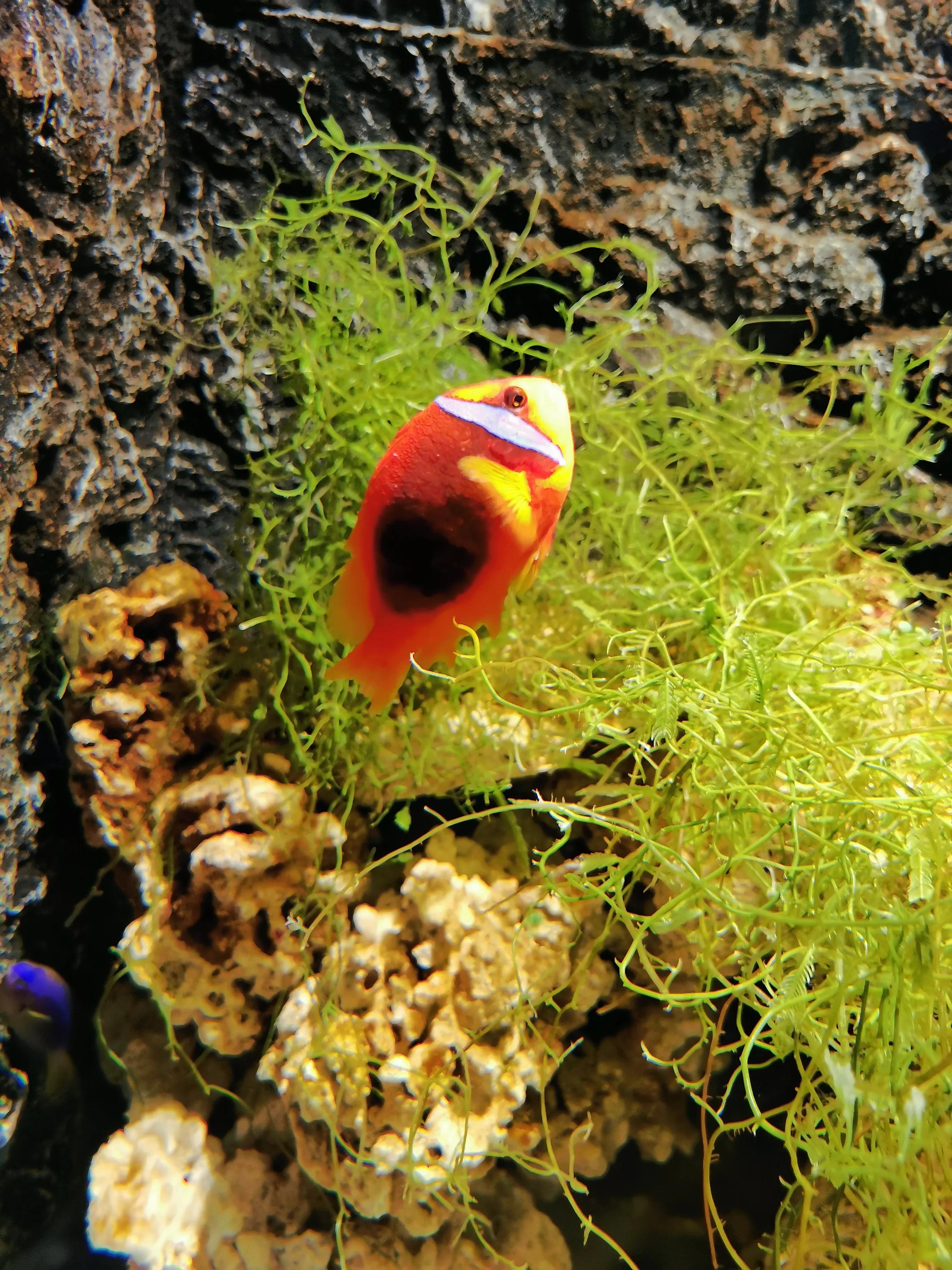 璧拌繘娴锋磱鍔ㄧ墿娴峰簳涓栫晫,鍙傝娴峰簳涓栫晫娴锋磱鍔ㄧ墿瑙嗛