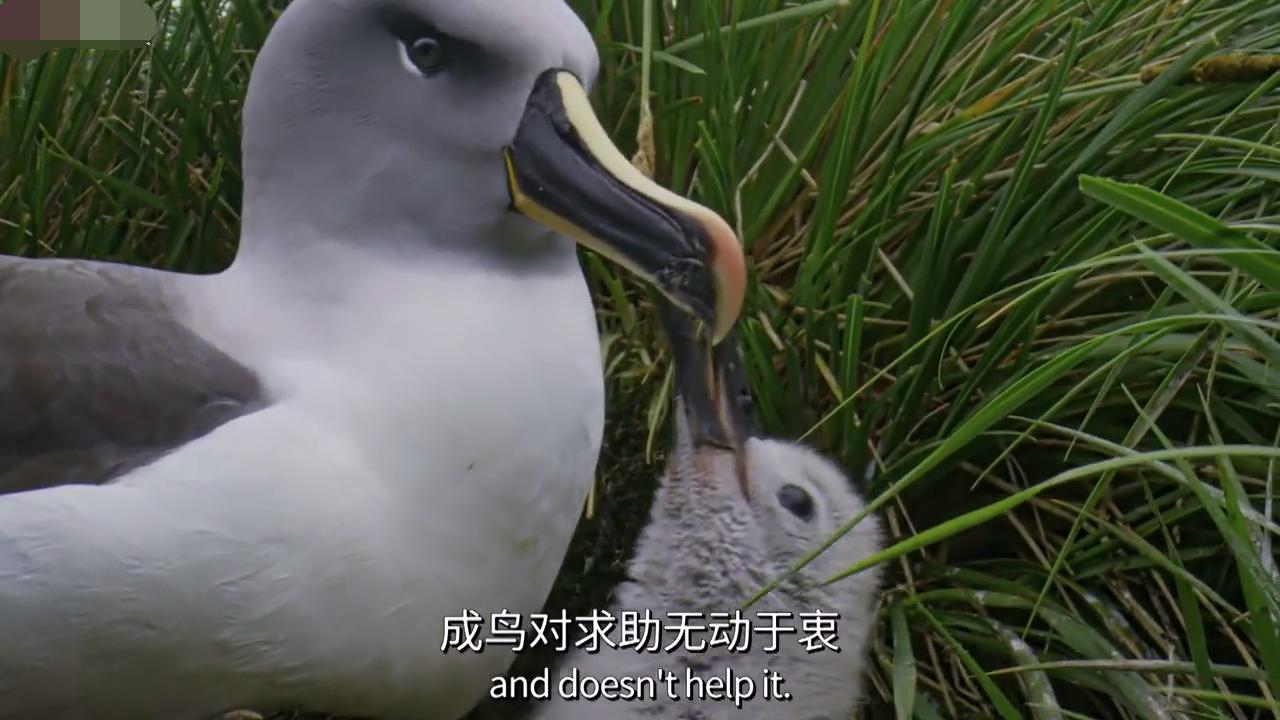 人的眼睛在动物界的水平,人的视力在动物界排名
