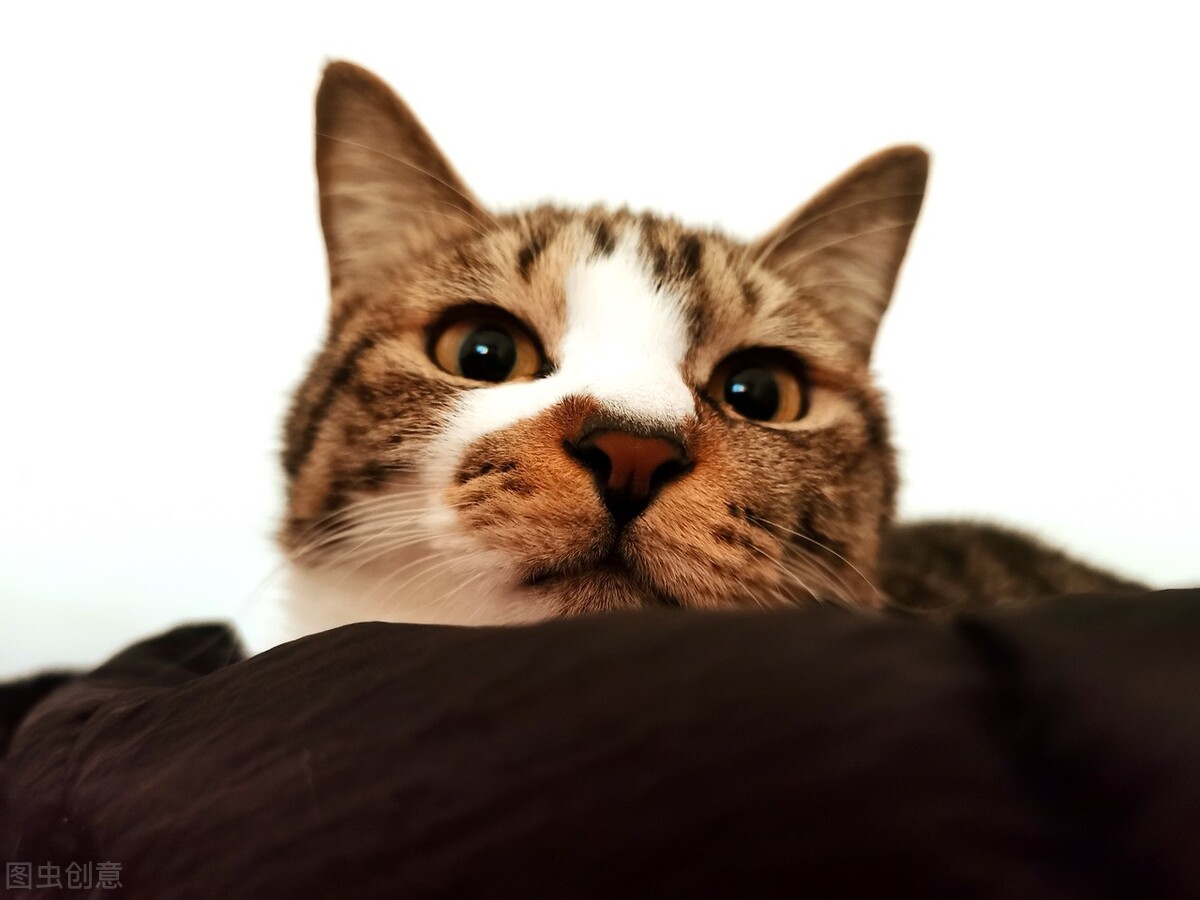 猫咪发情了能剃毛吗,猫咪发情为什么要剃毛