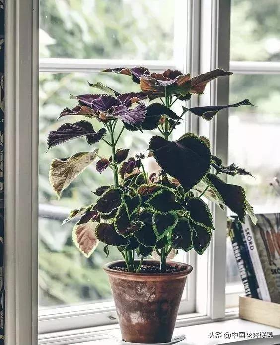 打翻了调色盘的花,打翻了调色盘的美景