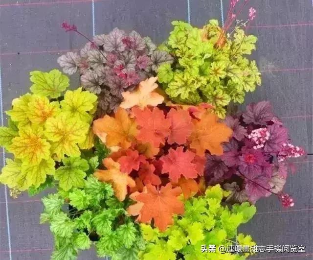 100种常见花卉植物图谱,100种花卉素描图谱