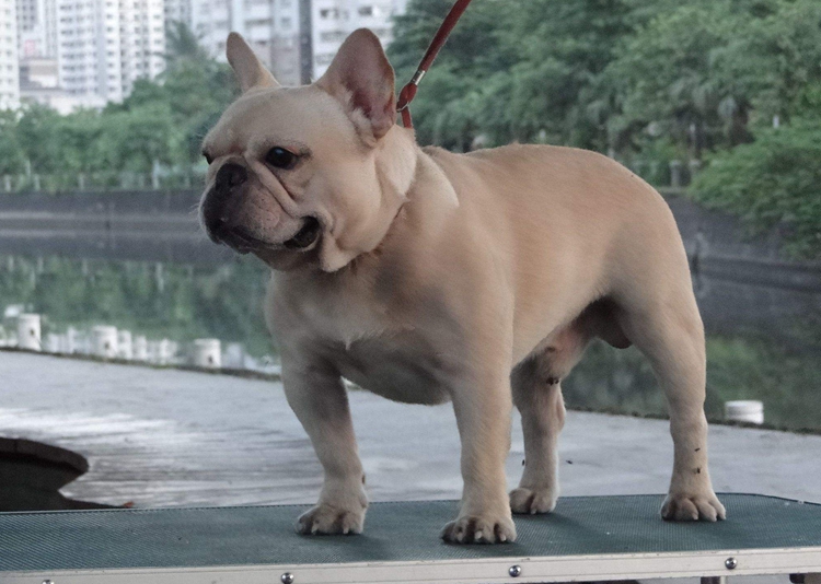 法国斗牛犬斗牛视频大全高清版,法国斗牛犬和英国斗牛有什么区别