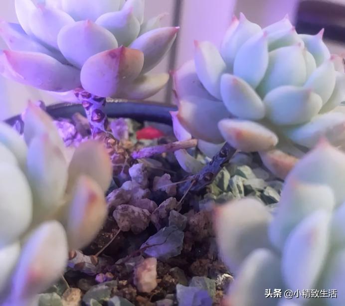 多肉长气根该怎么处理,多肉长气根的原因和处理方法