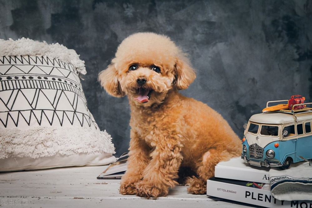 泰迪髌骨脱位跟断尾有关系吗,泰迪髌骨脱位2到3级一定要手术吗