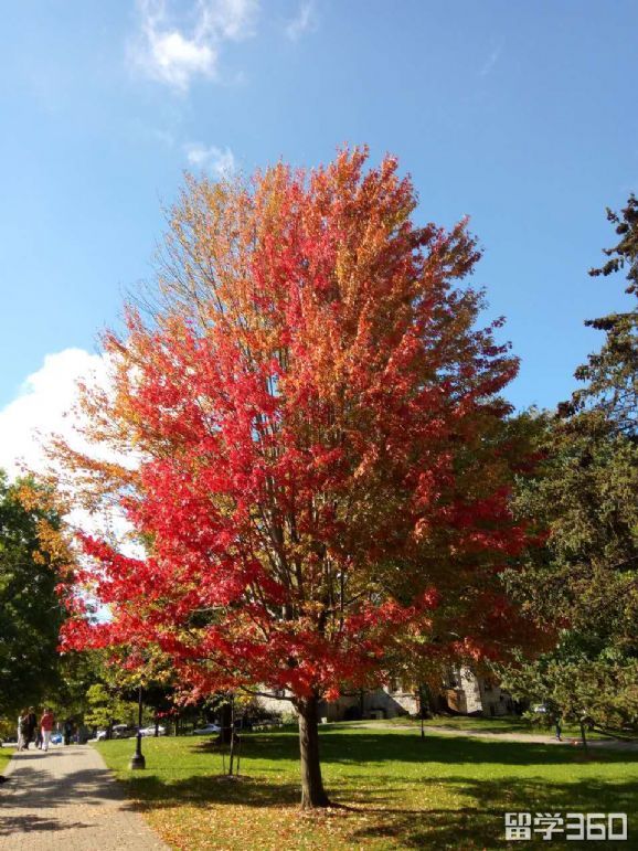 加拿大考研究生报考条件,加拿大研究生申请条件及流程