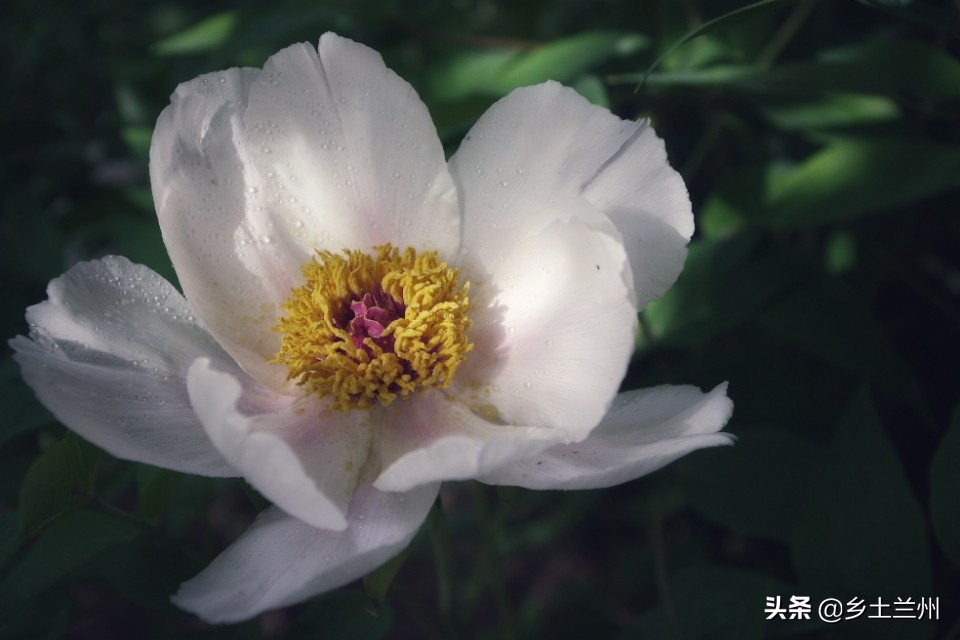 芍药花开的季节等你欣赏,芍药花开如诗如画