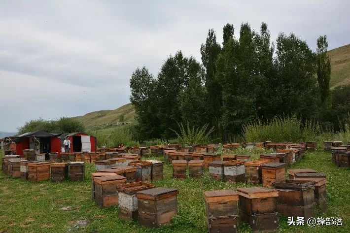 涔℃潙鎸叴铚滆渹鍙戝睍,铚滆渹鍔╁姏涔℃潙鎸叴