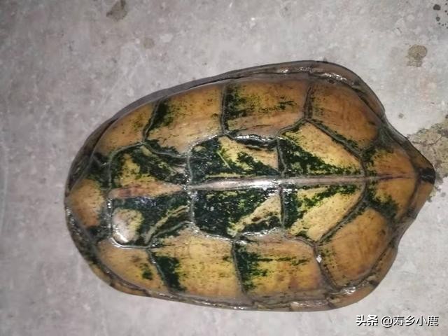 草龟冬眠换水会不会影响它冬眠,石金钱龟冬眠要不要换水