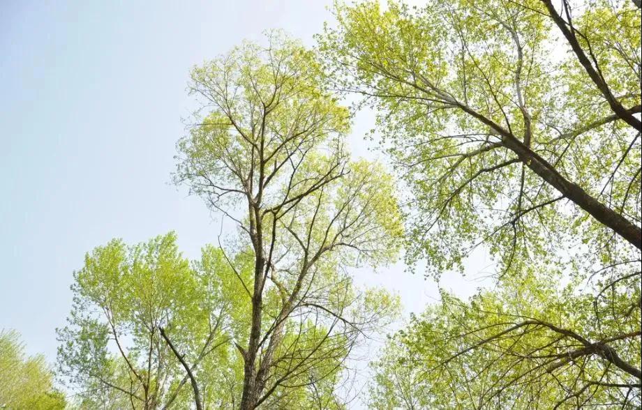 家乡老锅灶,家乡记忆地锅鸡