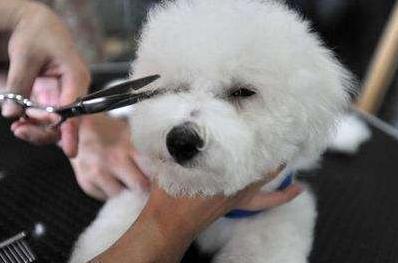 比熊泪痕用眼药水好还是泪痕精华,比熊多大没有泪痕就不会有泪痕了