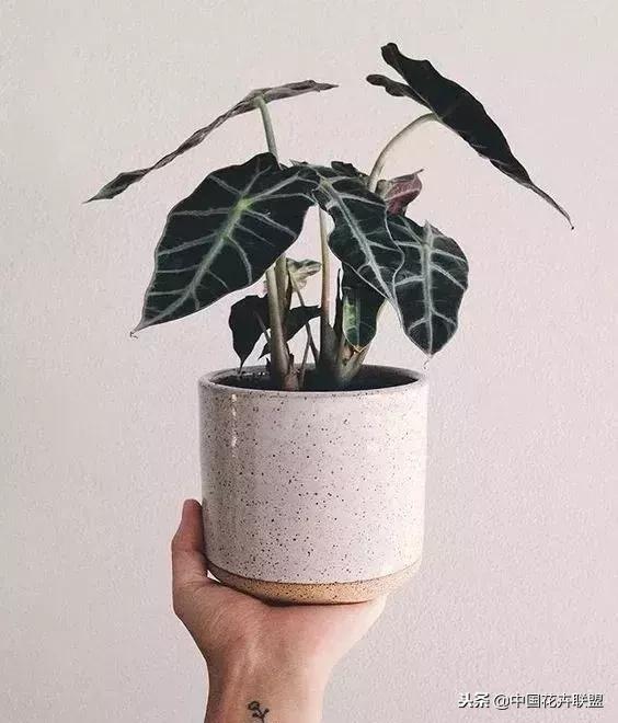 打翻了调色盘的花,打翻了调色盘的美景