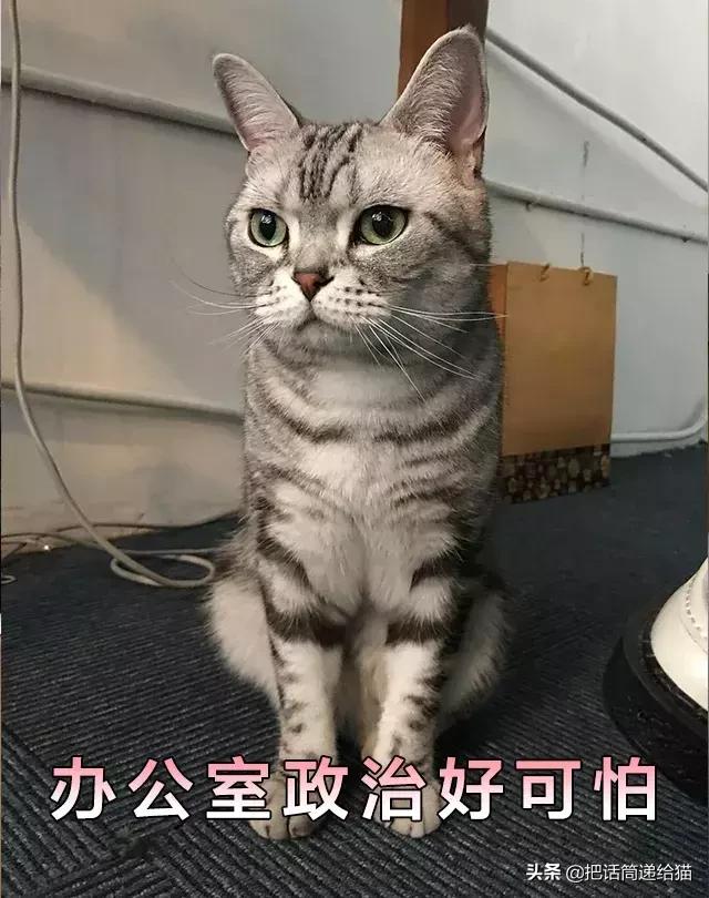 猫故事集,猫故事完整版