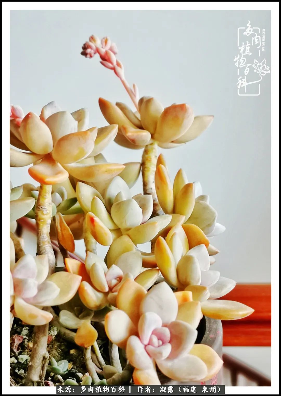 多肉日记严选,多肉日记大全100字