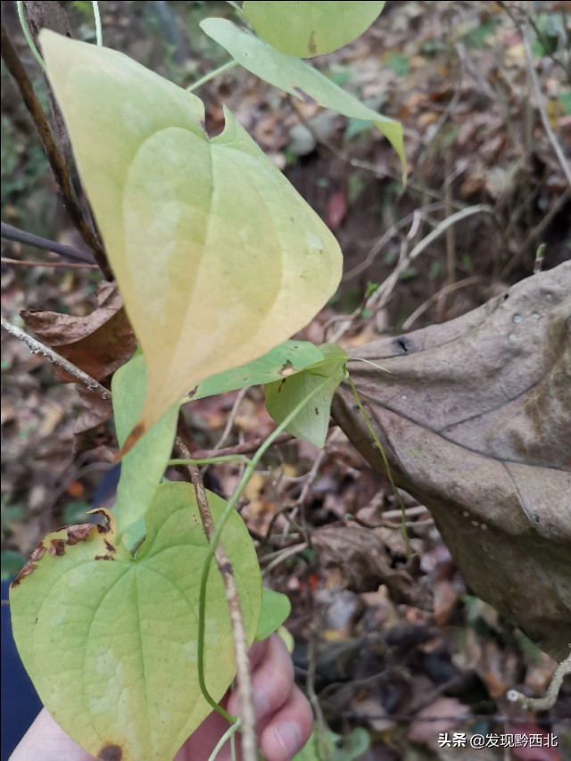 发现黔西北|毕节农村一种叫毛蕉的植物，做成食物很多人没有见过