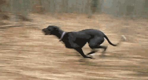 养狗多年,你还不知道这12个狗狗冷知识,就out了