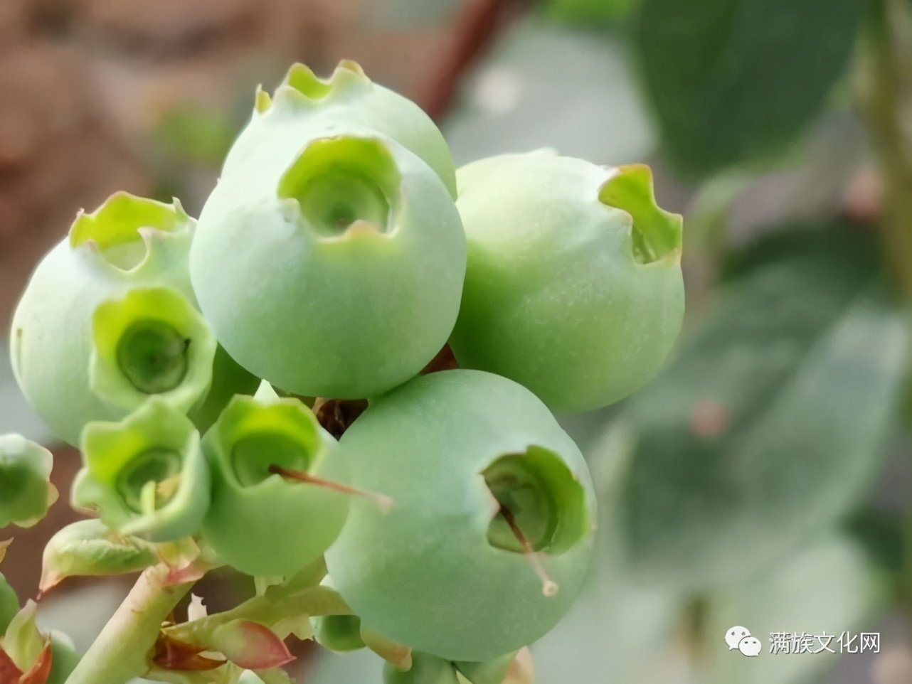 清朝旗人为什么那么老实,满族人生活习惯与汉人的区别