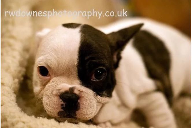 宠物百科澳洲牧牛犬,蓝色法国斗牛犬优缺点