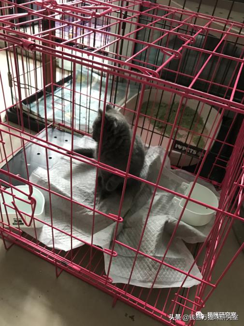 宠物托运全过程狗狗,宠物托运全过程国外