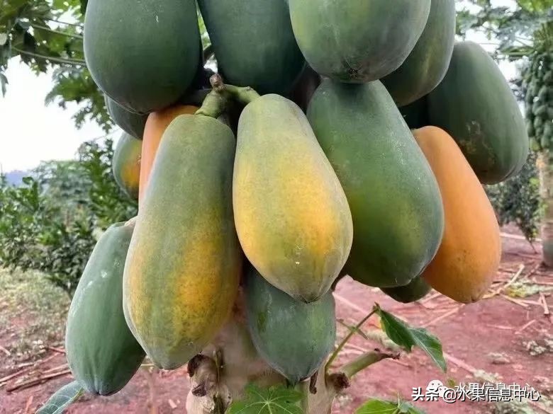 海南水果都有哪些品种图片及名称,海南水果上市时间表赶快收藏吧