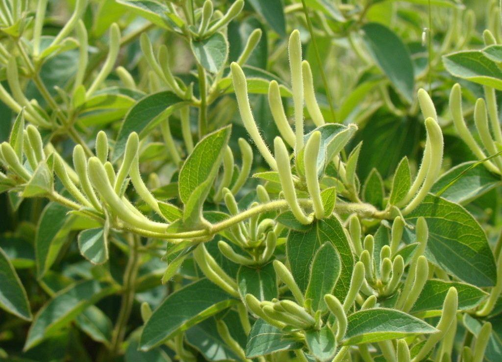 夏天喝茶有什么好吃的,夏天喝茶少不了菊花茶