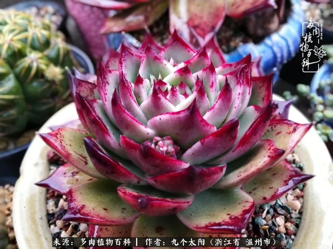 景天、球和龙舌兰，只要是多肉，都喜爱