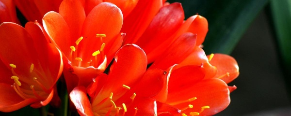 君子兰叶子枯黄什么原因引起的,君子兰叶子为什么枯黄