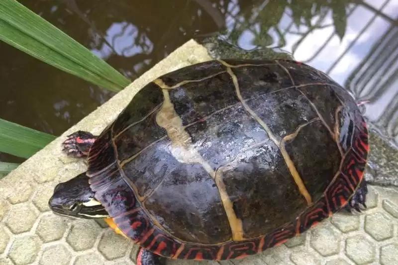 新手养龟自制龟缸,推荐新手龟