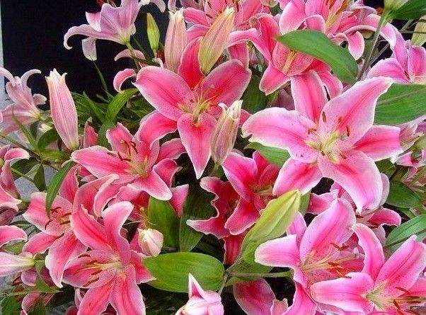 对百合花喜爱的句子,喜爱百合花的心情说说