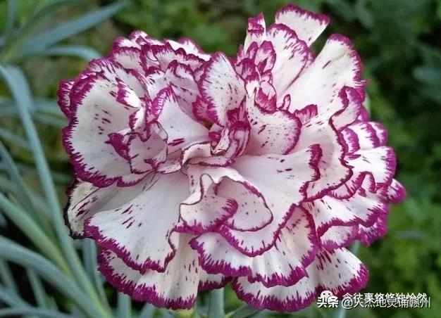 致敬母亲谁言寸草心报得三春晖,谁言三春晖报得寸草心的意思