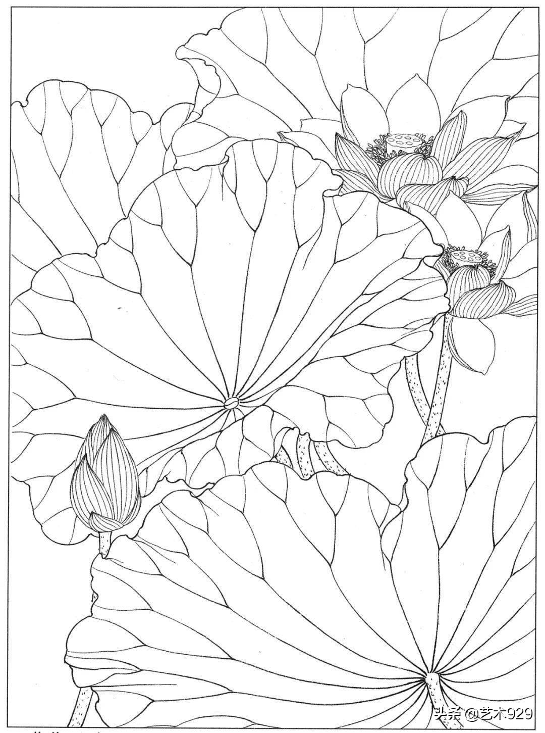余稚荷花蜻蜓图高清白描底稿,白描荷花勾线方法讲解视频