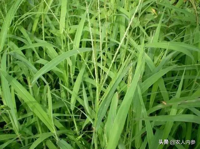 农民种植红薯新方法,农民种植红薯怎么施肥
