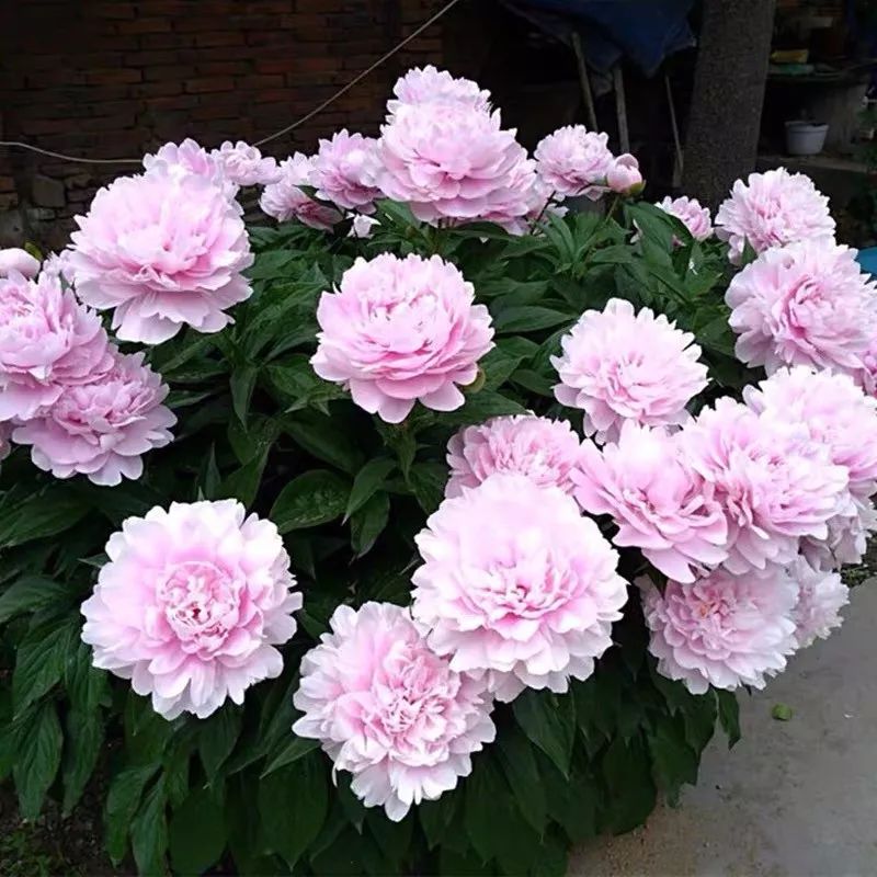 养花公认最美4种花满屋飘香,公认最好养的五种花