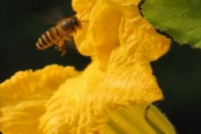 南瓜不结瓜怎么管理,南瓜只长藤不开花怎么回事