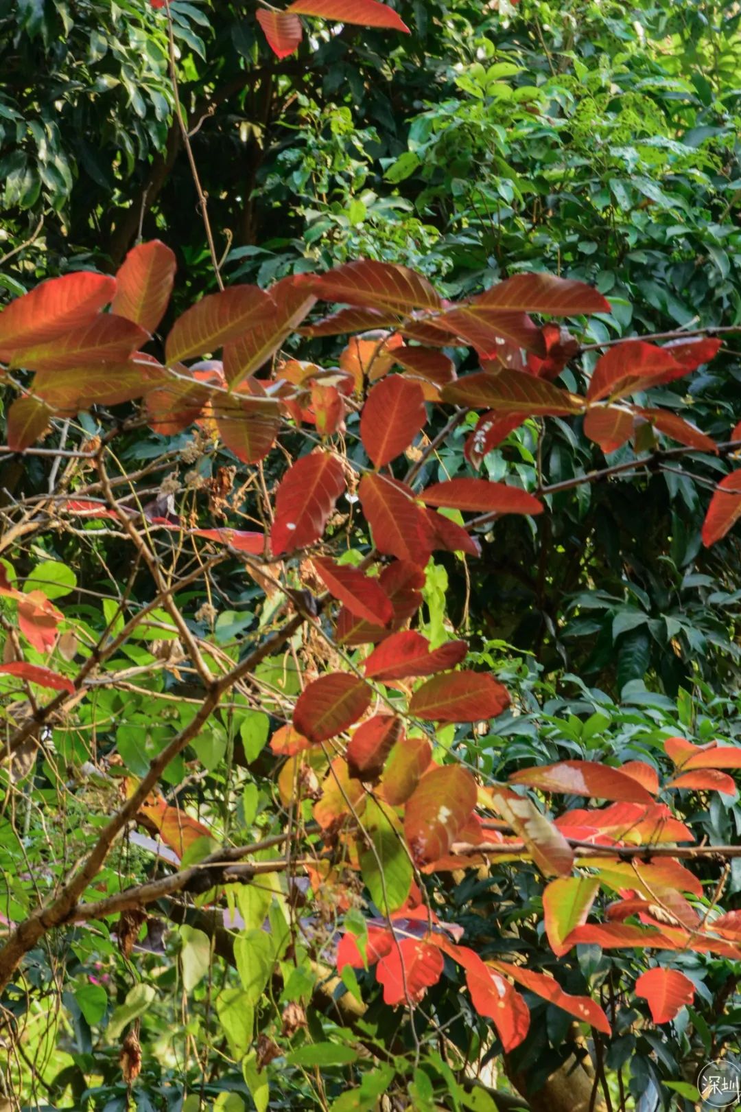 莲花山绿了没,莲花山红色景点有哪些