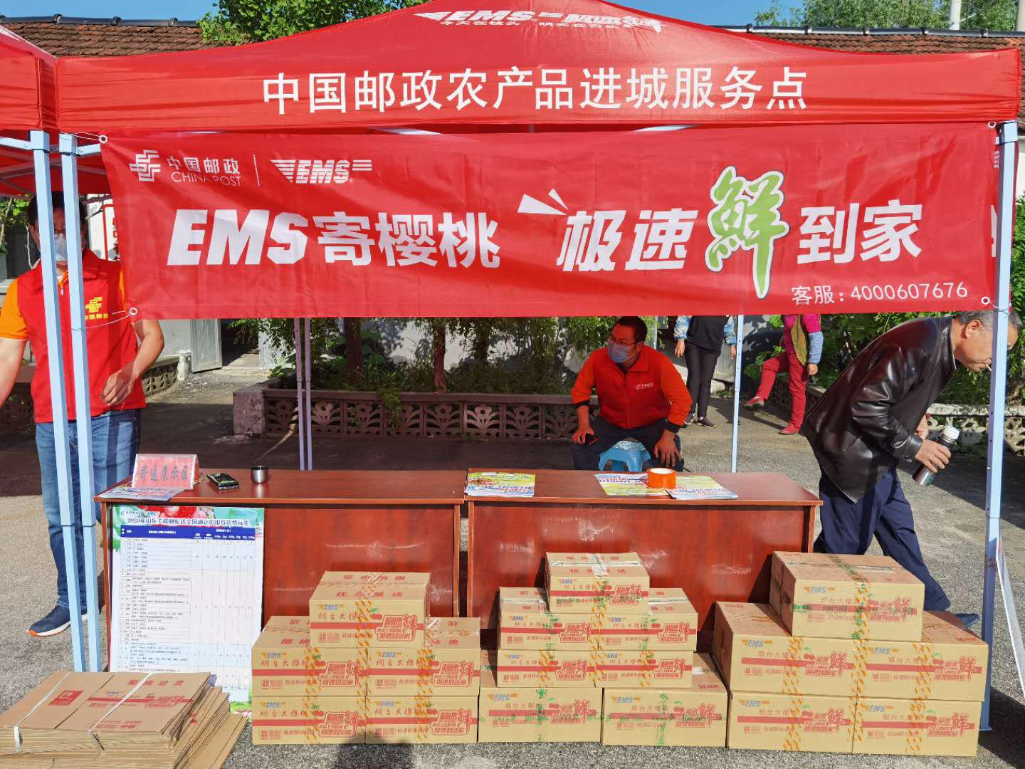 为“北方春果第一枝”支招儿找路子——烟台邮政大樱桃惠农项目在变局中育新机开新局