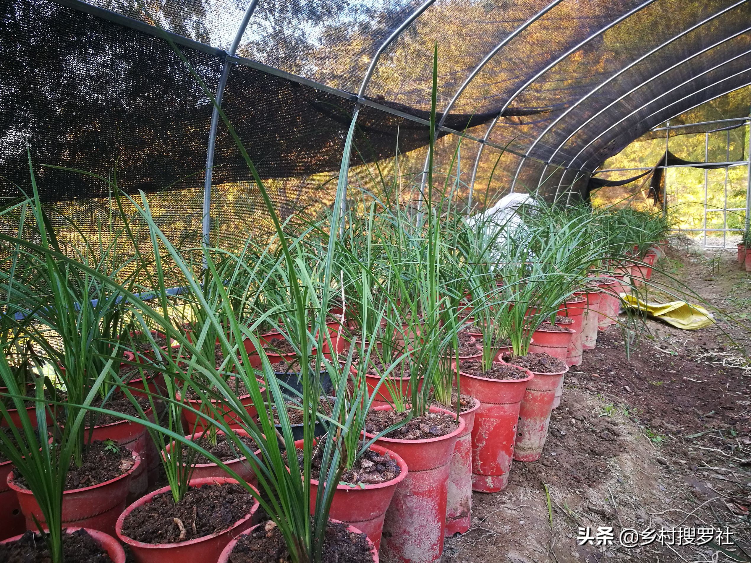 养兰花浇水避开这3点根壮花香,兰花耐旱能力强少浇水就能养得好
