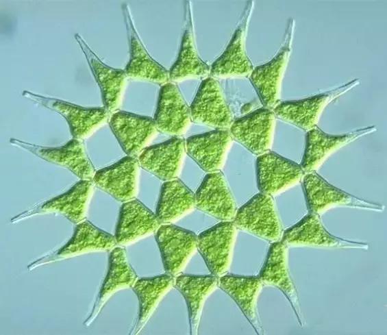 鱼类水产养殖需要哪些藻类,水产养殖显微镜下各种藻类