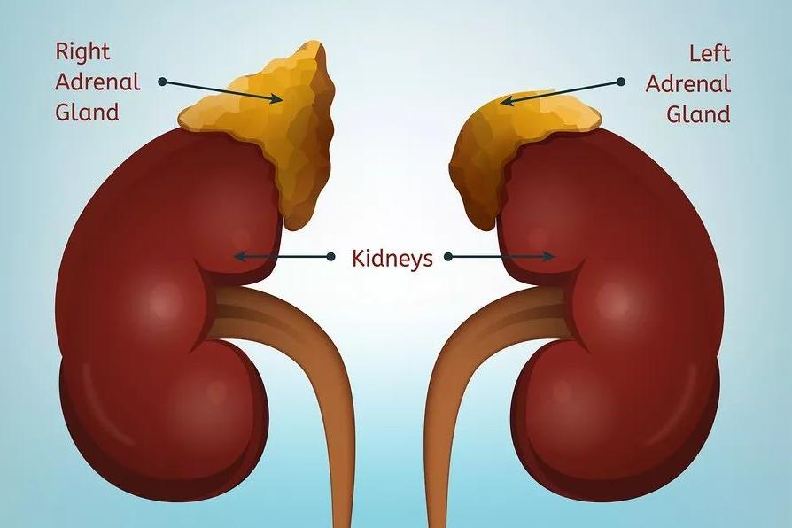 垂体瘤患者ACTH很低,ACTH缺乏症