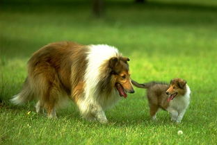 苏格兰牧羊犬和柯利犬的区别,牧羊犬都是柯利犬吗