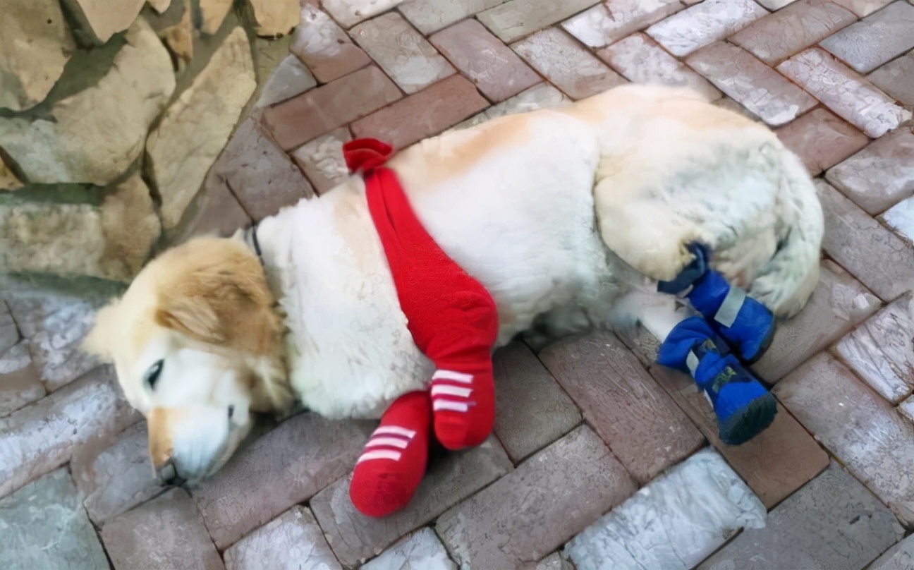 经常打狗狗会有这些后果,经常打狗狗好不好呀