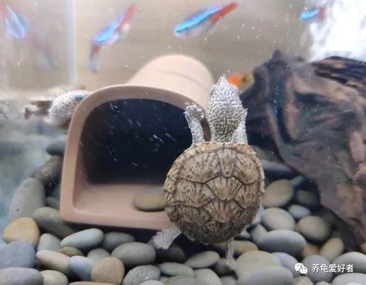 龟喜欢呆在什么样的环境里,白色环境和黑色环境养出来的龟